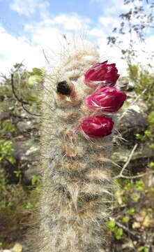 Micranthocereus purpureus (Gürke) F. Ritter的圖片