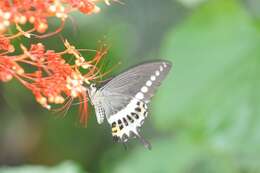 Image of Malabar Banded Swallowtail