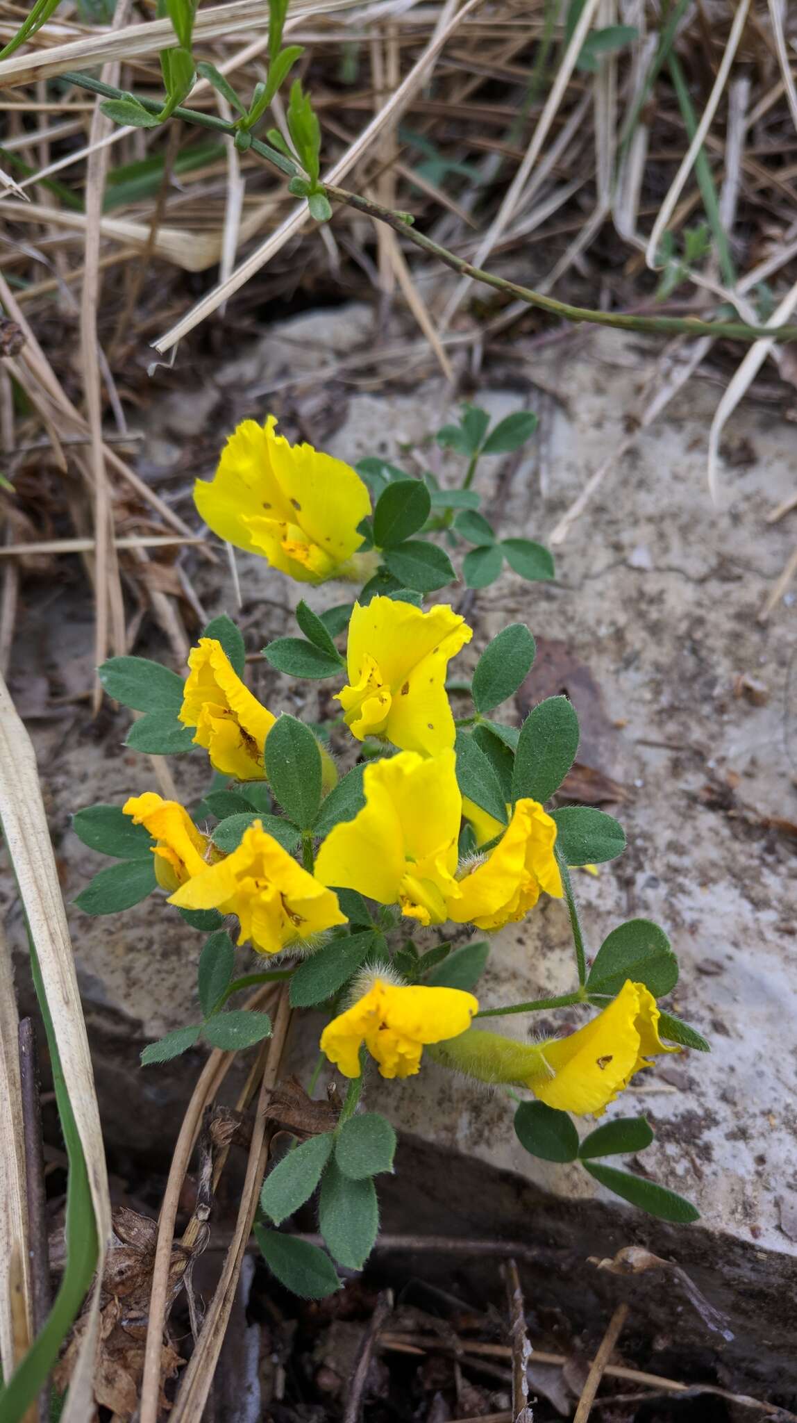 Слика од Cytisus hirsutus subsp. polytrichus (M. Bieb.) Hayek