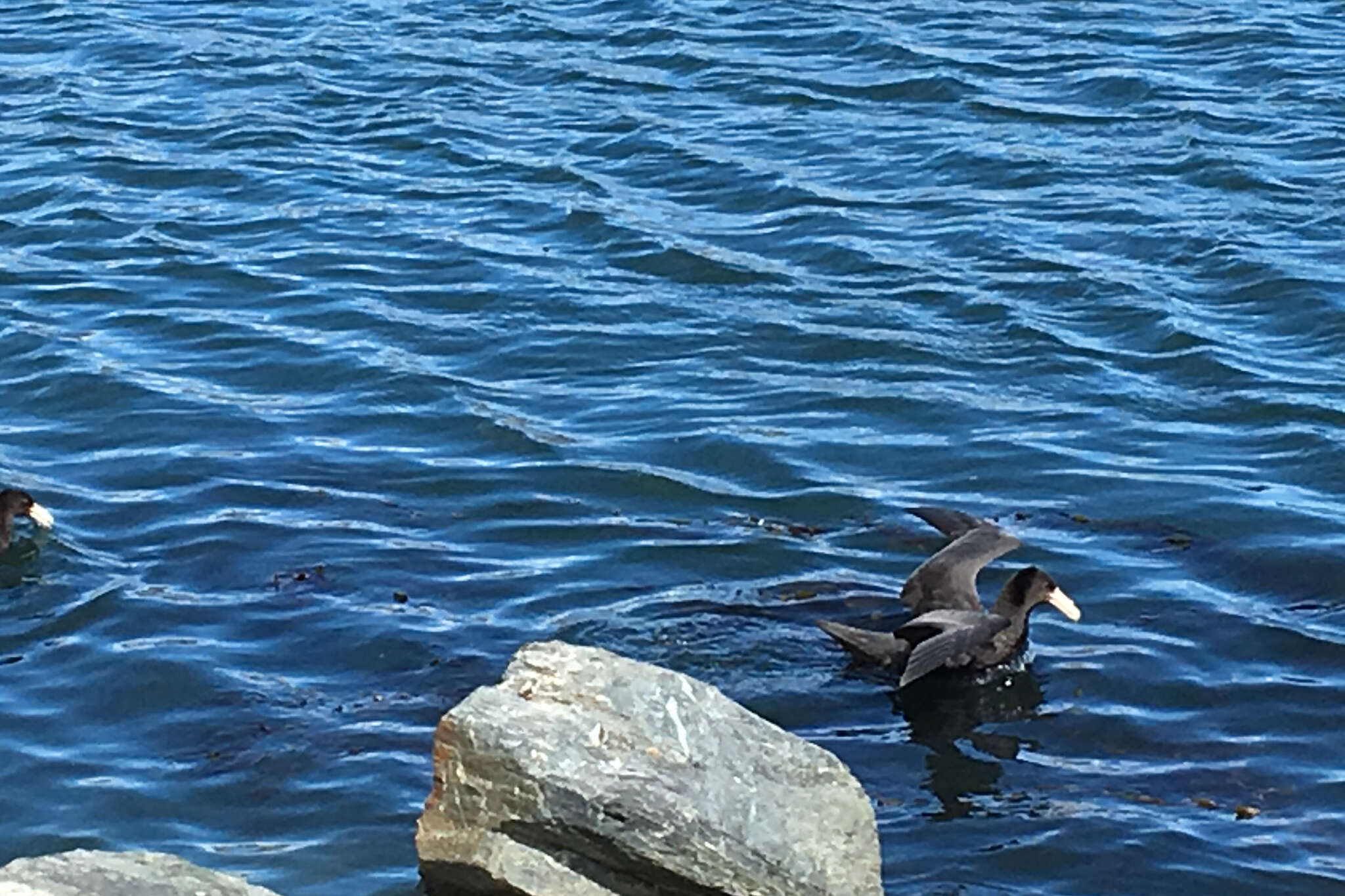 Image of Antarctic Giant-Petrel