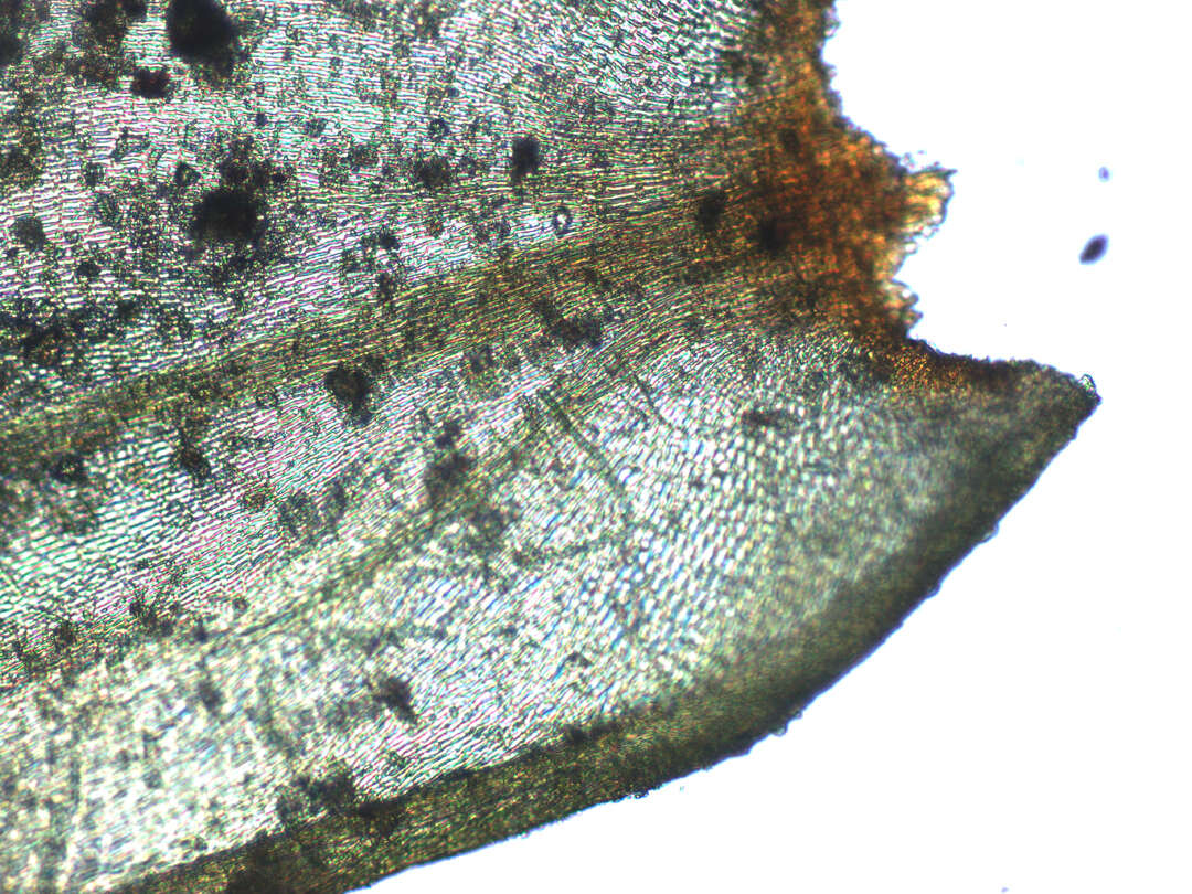 Image of antitrichia moss