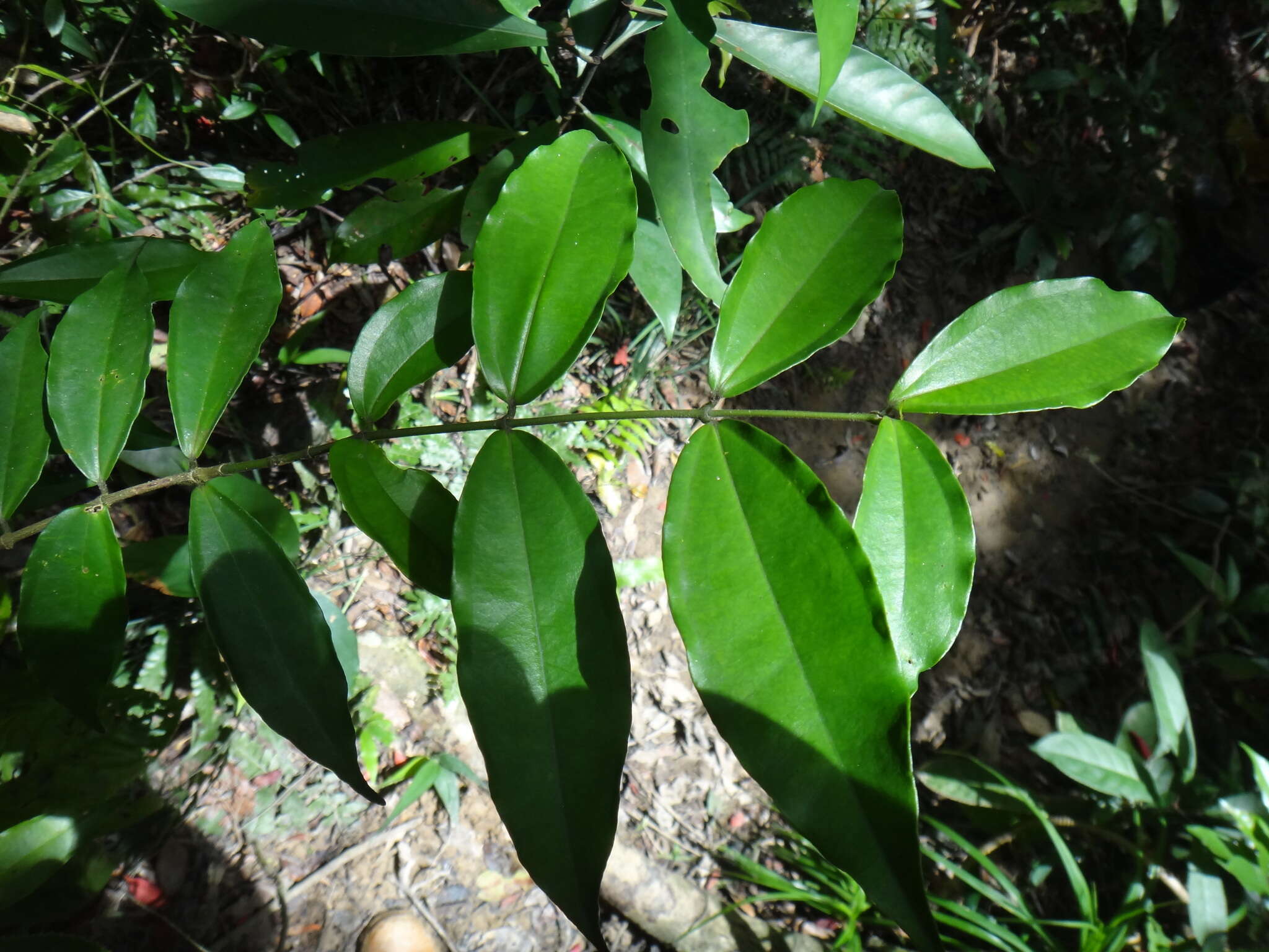 Image of Strychnos cathayensis Merr.