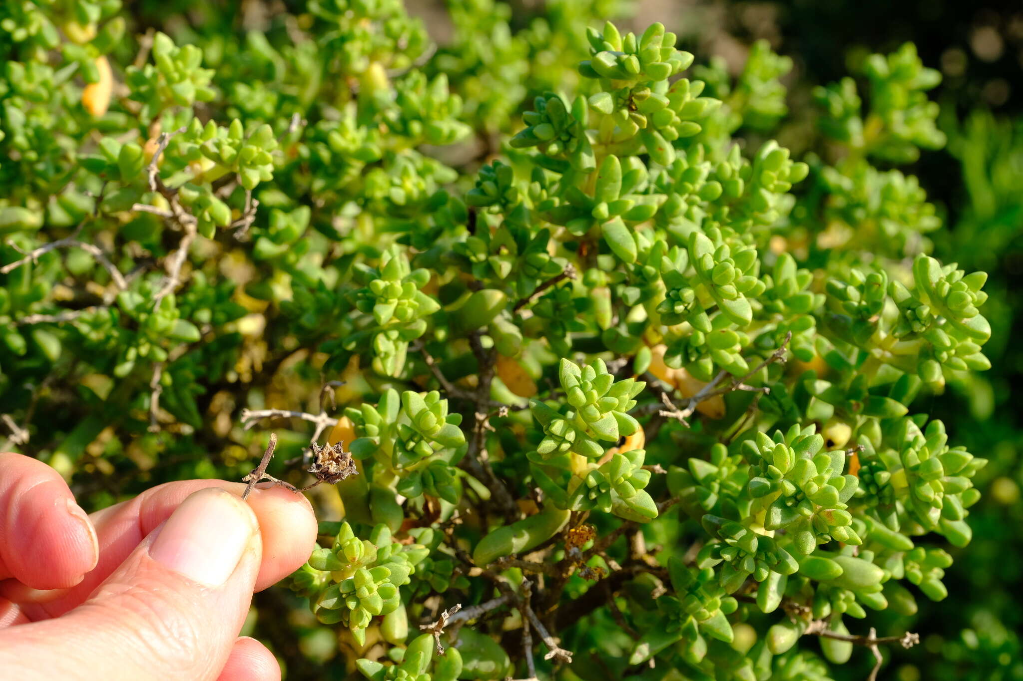 Image of Stoeberia utilis (L. Bol.) E. van Jaarsveld