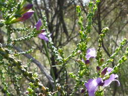 Image of Eremophila gibbifolia (F. Muell.) F. Muell.