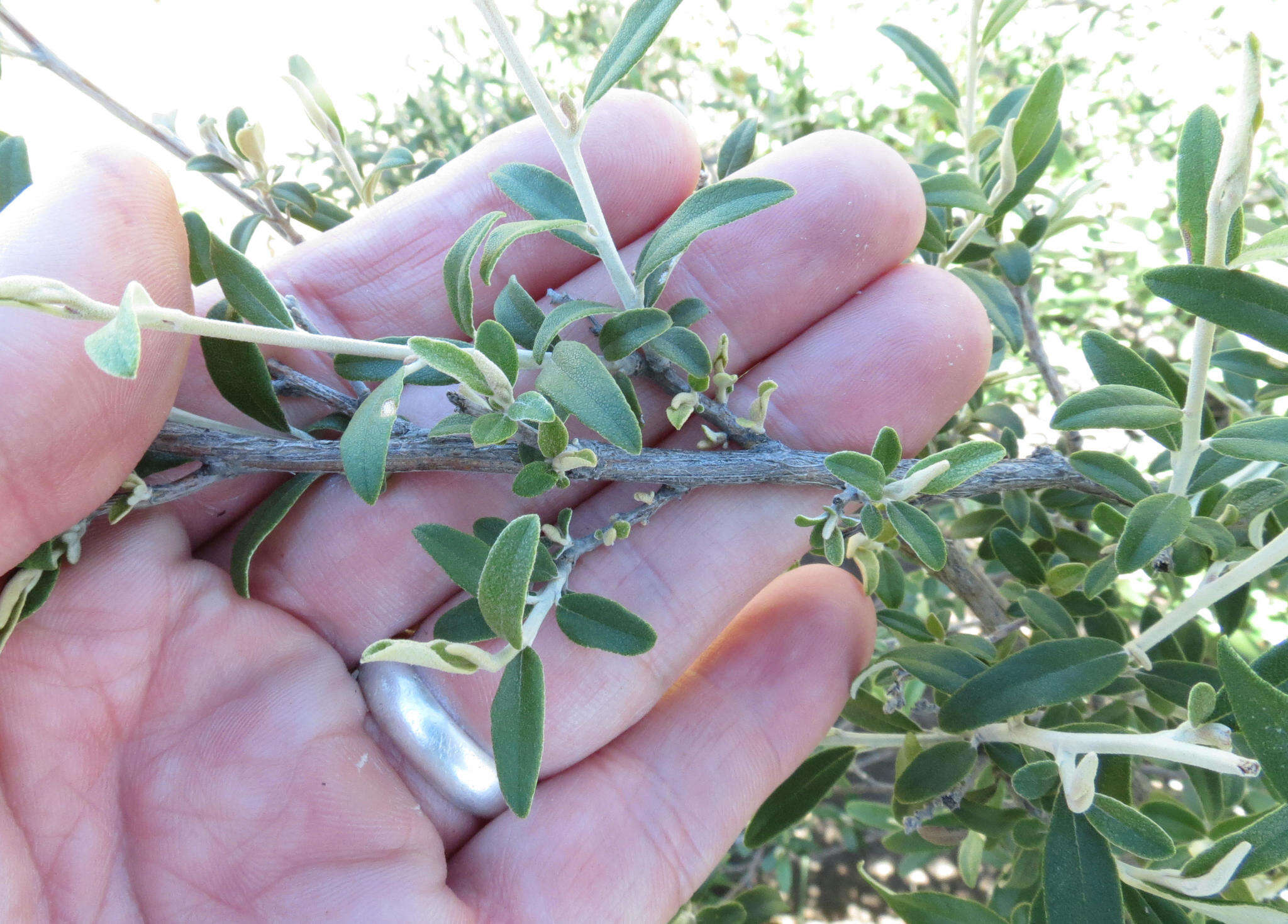 Image of Tarchonanthus minor Less.