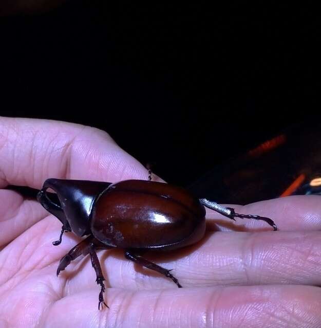 Image of Xylotrupes philippinensis peregrinus Rowland 2006