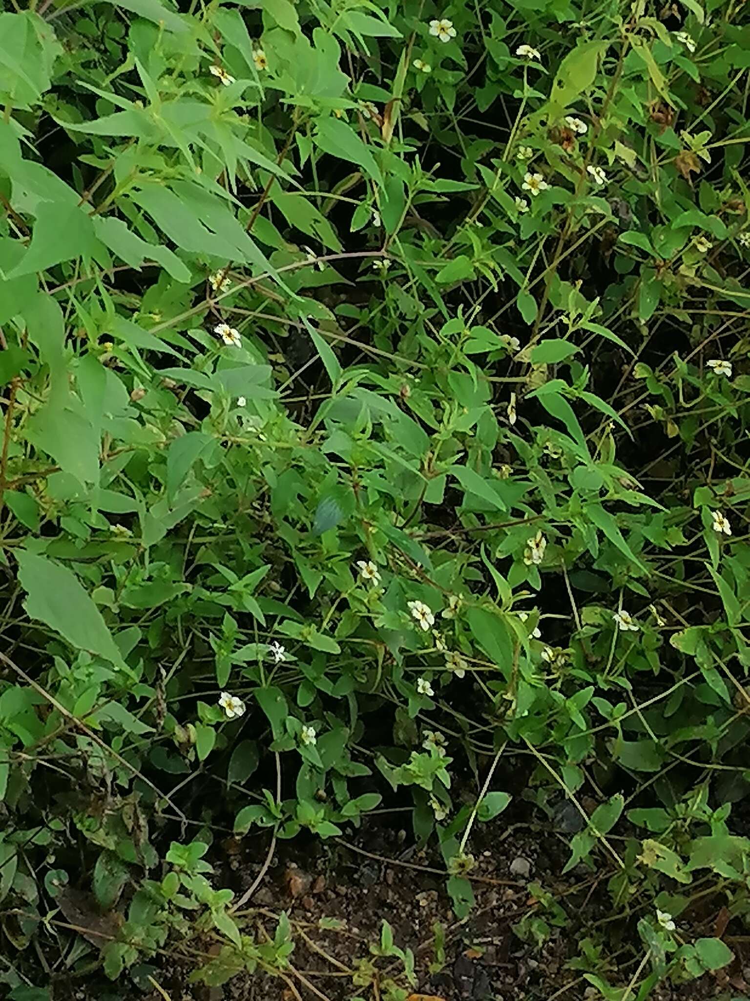 Image of Zinnia flavicoma (DC.) Olorode & A. M. Torres