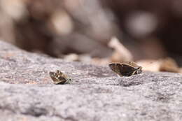 Image of Cogia caicus moschus (W. H. Edwards 1882)