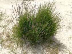 Image of Richardson's fescue