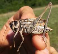 Imagem de Decticus verrucivorus monspeliensis Rambur 1838