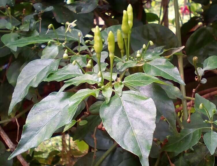 Image of Capsicum frutescens L.