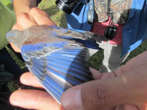 Image of Western Bluebird