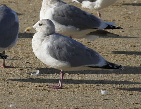 Image of Larus glaucoides thayeri Brooks & WS 1915