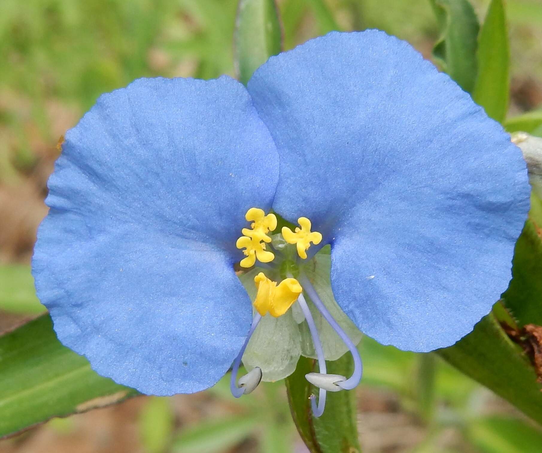 Image of Blousel Blommetjie