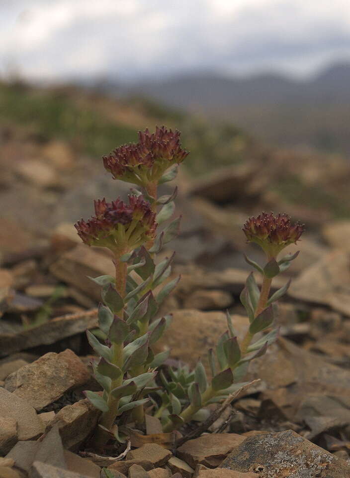 Image of ledge stonecrop