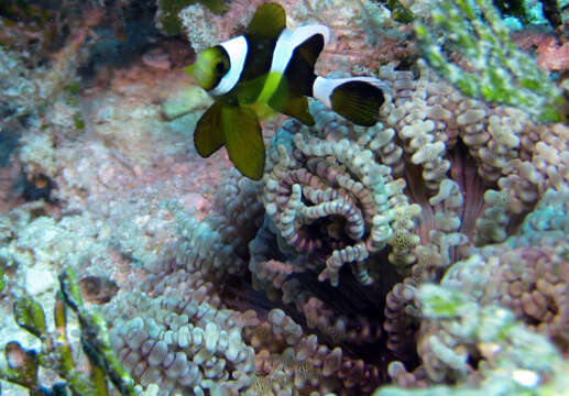 Image of Maroon clownfish