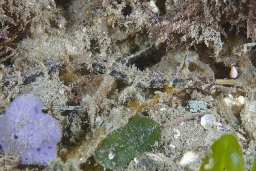 Image of Girdled pipefish