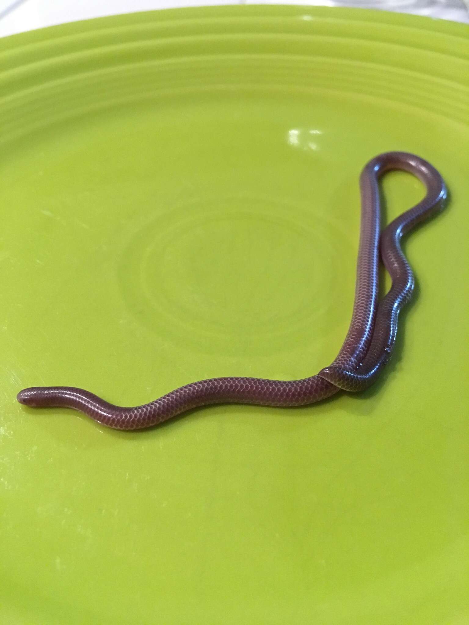 Image of Western Blind Snake