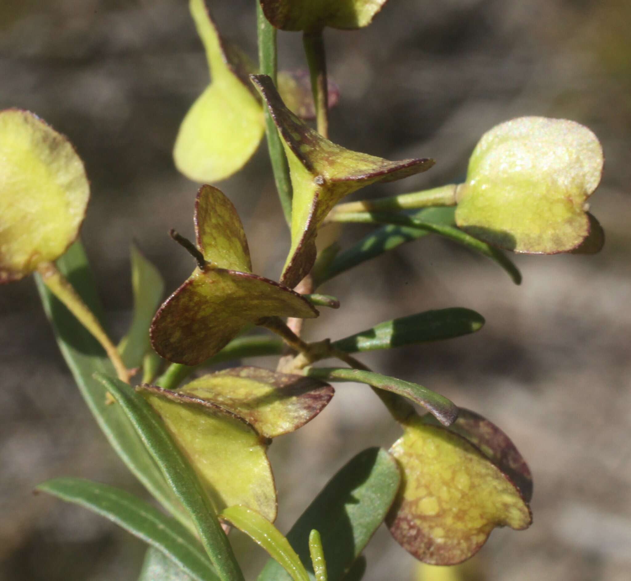 Image of Dodonaea amblyophylla Diels