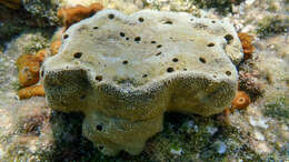 Image of stinker sponge