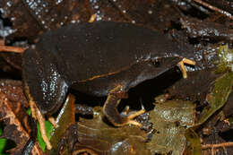 Image of Southern Narrow-mouthed Toad