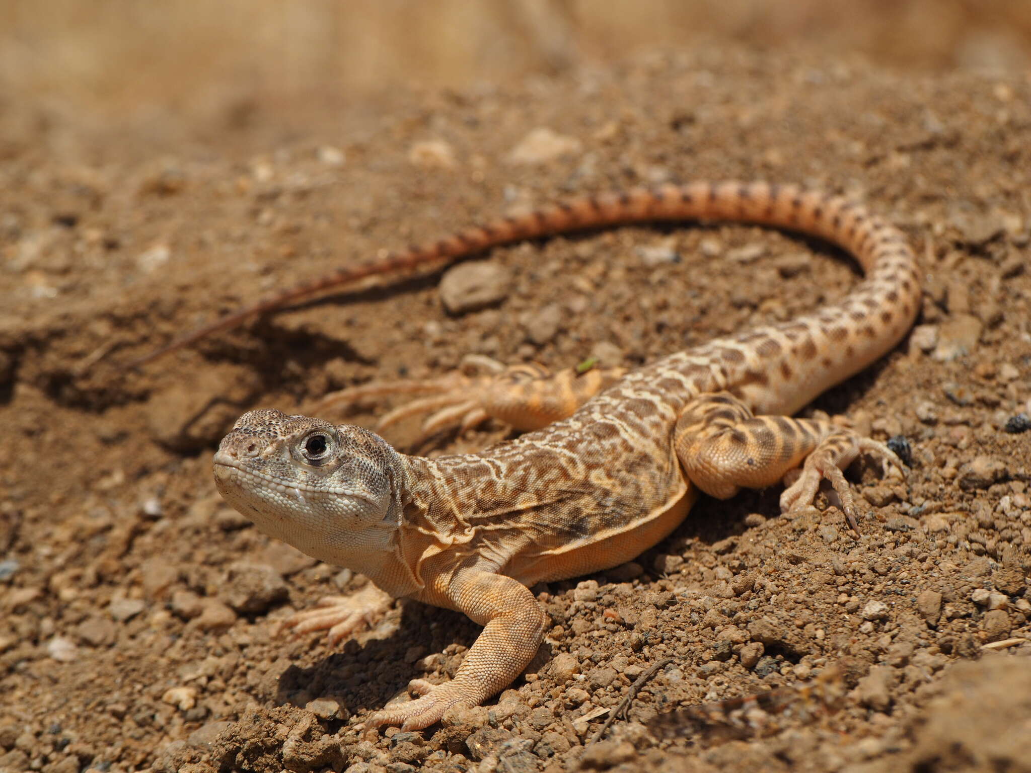 Image of Bluntnose Leopard Lizard