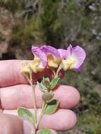 Plancia ëd Podalyria microphylla E. Mey.