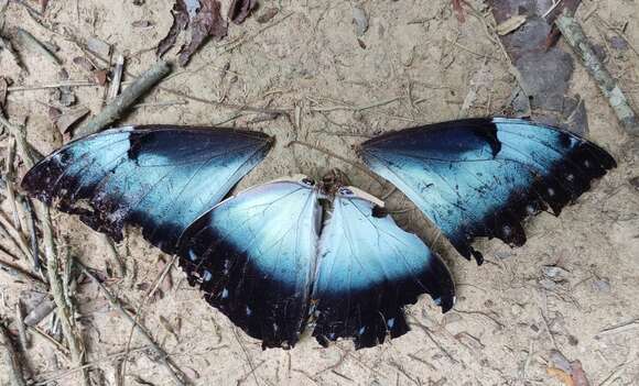 صورة Morpho cisseis Felder 1860