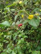 Image of Capsicum rhomboideum (Dun.) Kuntze