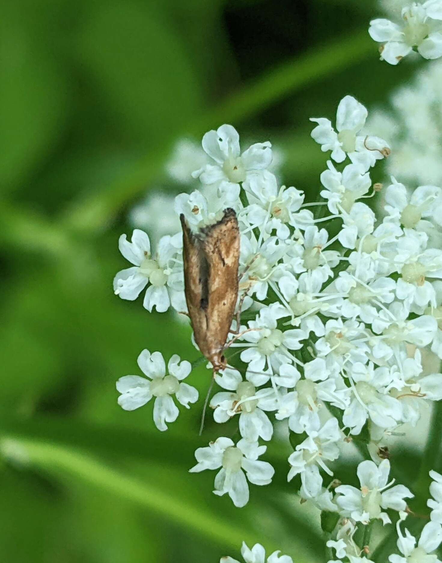 Image of Epermenia illigerella Hübner 1813