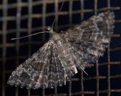 Image of Montana Six-plume Moth