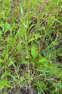 Image of Louisiana goldenrod