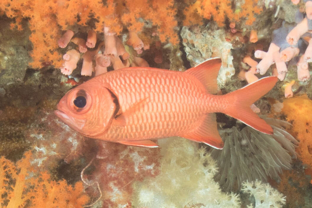 Image of Robust soldierfish