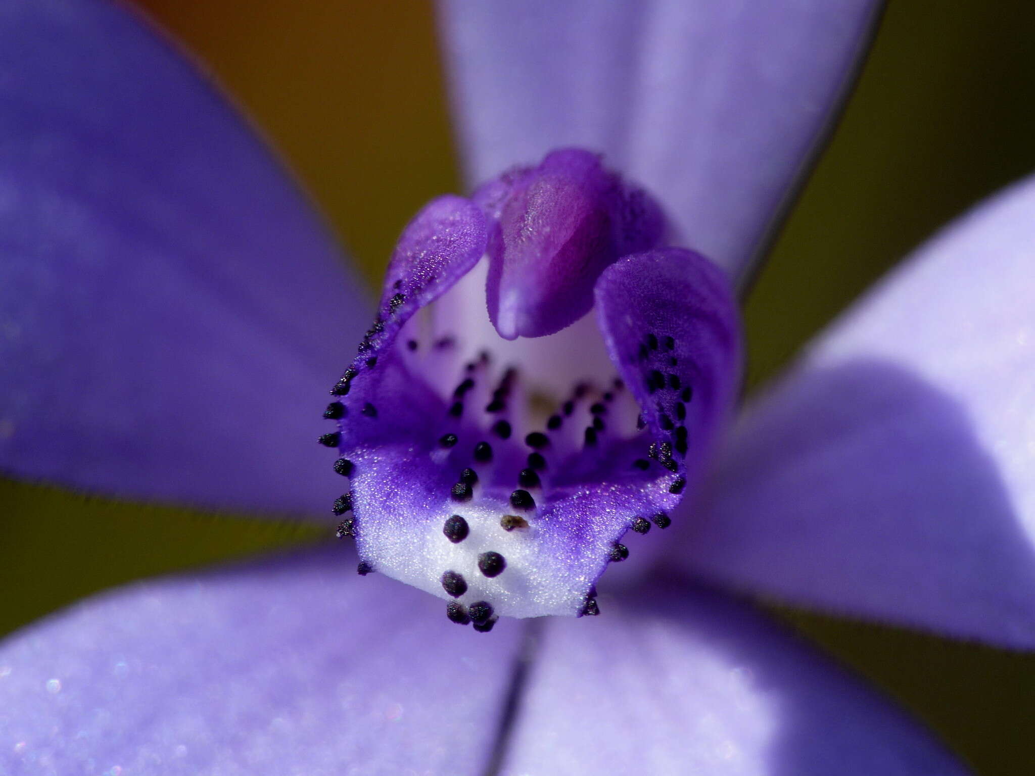 Caladenia sericea Lindl.的圖片