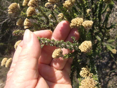 Image of Yellow Blombush