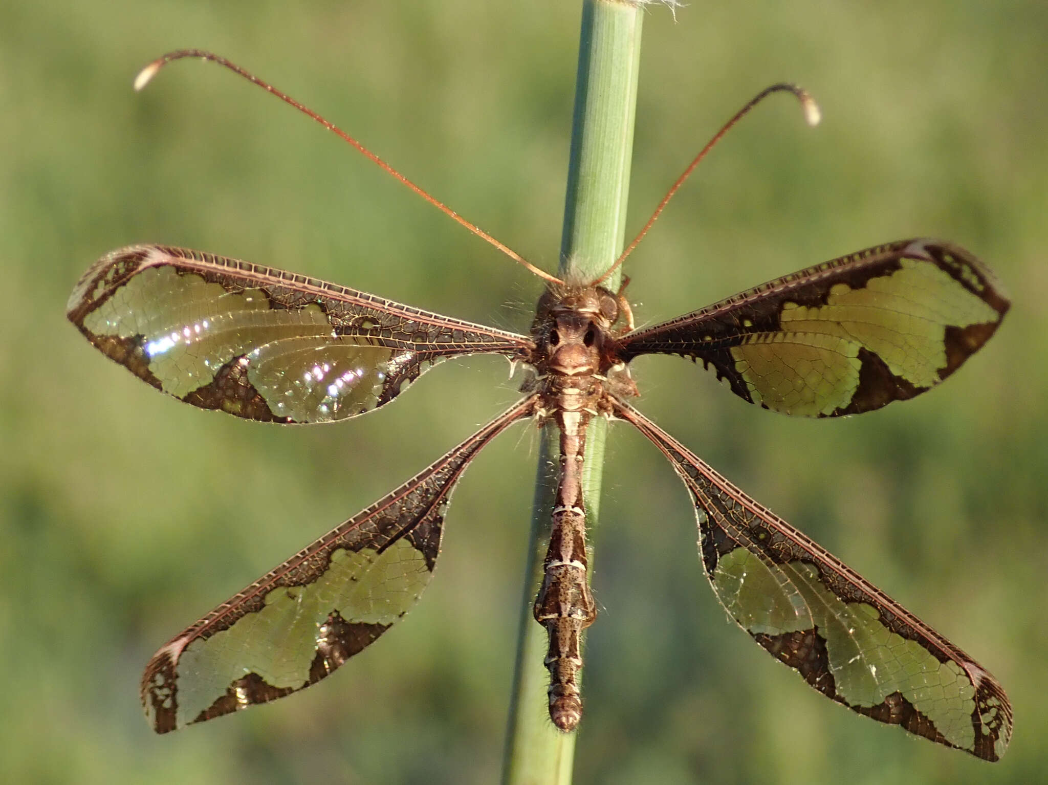 Image of Blotched Long-horned Owlfly