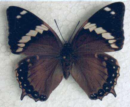 Imagem de Charaxes numenes neumanni Rothschild 1902