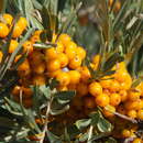 Image de Hippophae rhamnoides subsp. turkestanica Rousi