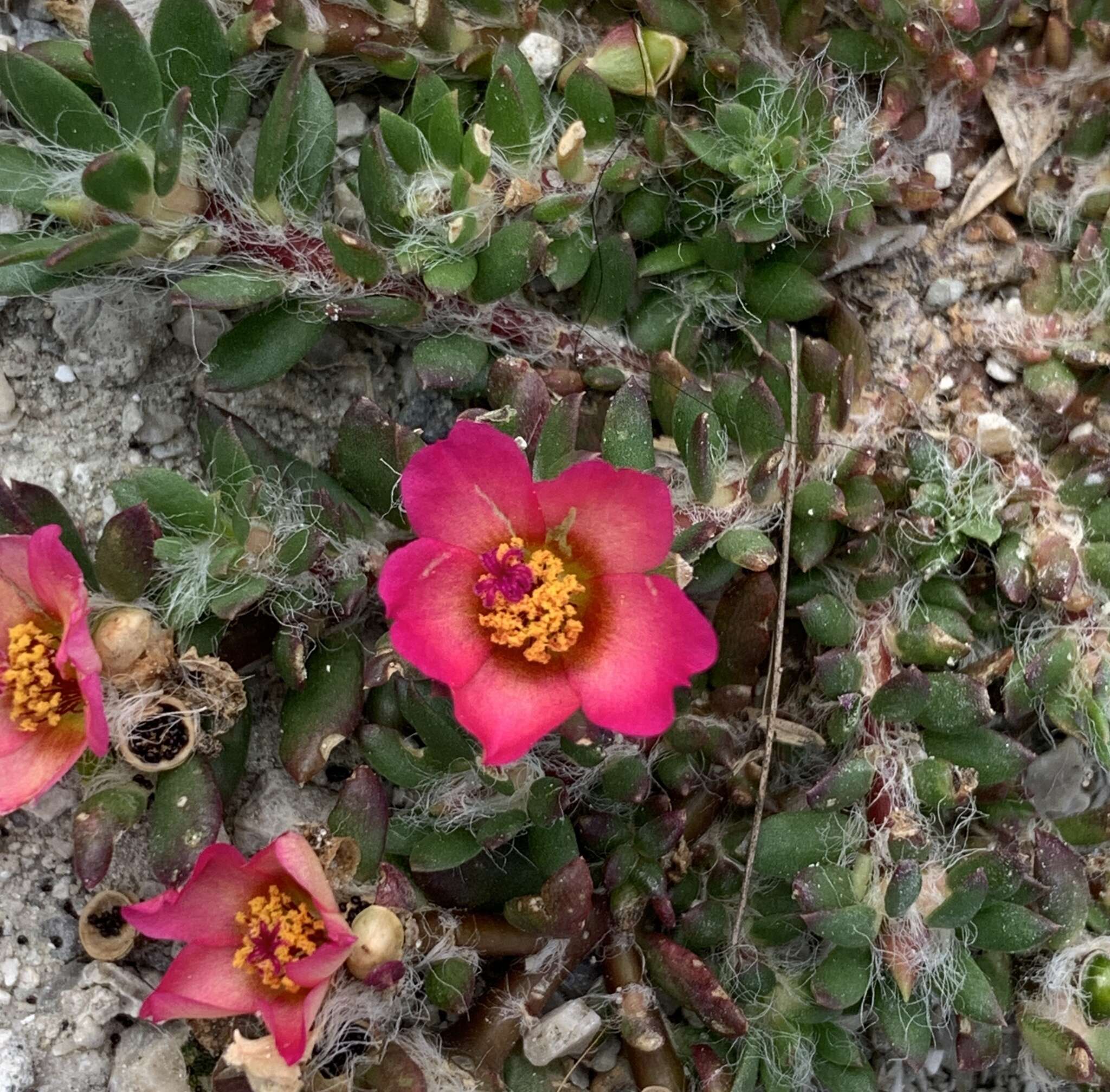 Image of Paraguayan purslane