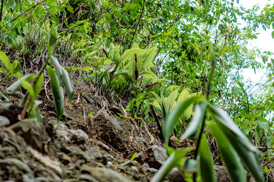Image of Common snout orchid