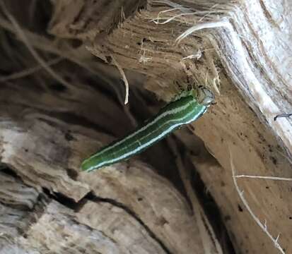 Image of European Spruce Sawfly