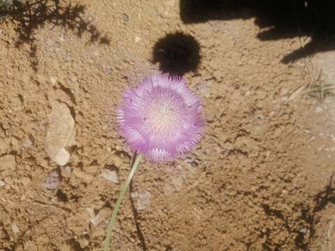 Plancia ëd Amberboa