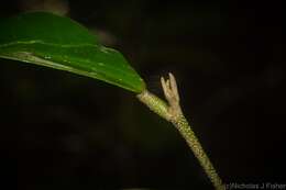 Image of Croton acronychioides F. Muell.