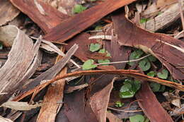 Image of Mayfly orchid