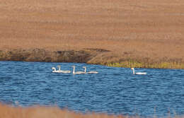 Image of Bewick's swan