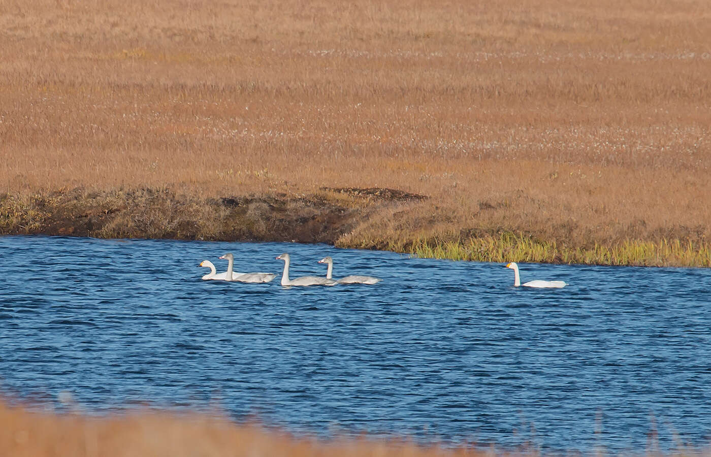 Image of Bewick's swan