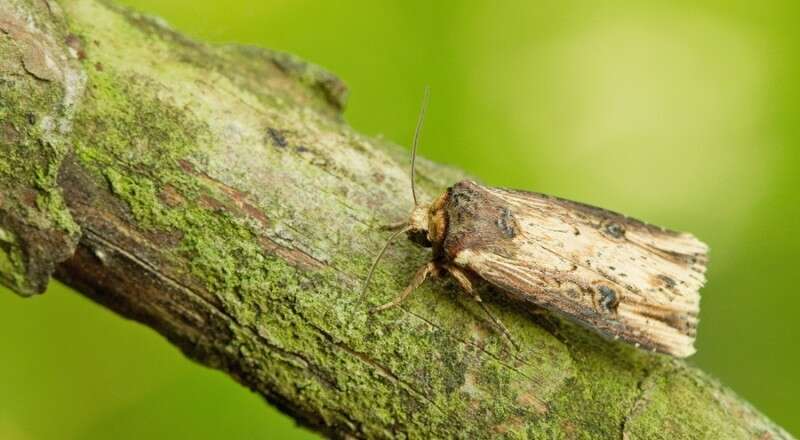 Image de noctuelle putride