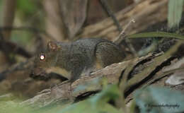 Image of Orange-bellied Himalayan Squirrel