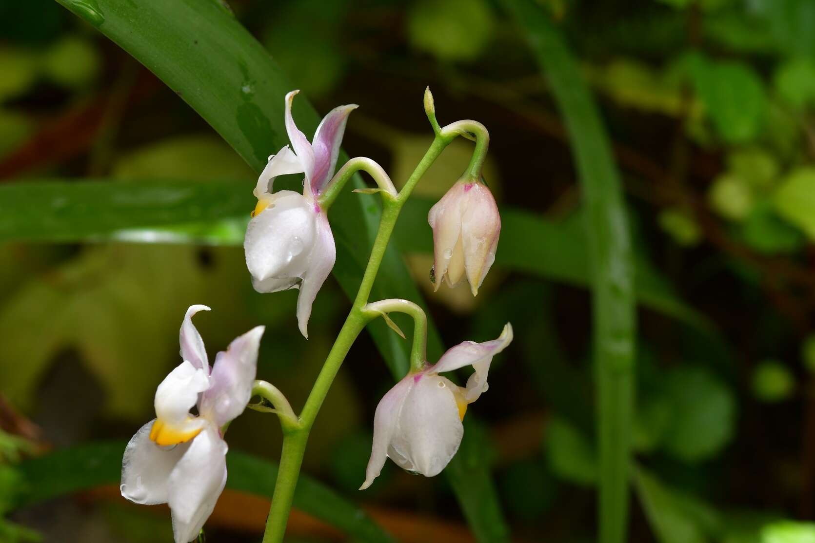 Plancia ëd Cuitlauzina pulchella (Bateman ex Lindl.) Dressler & N. H. Williams