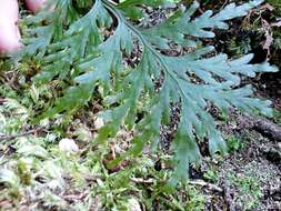 Image de Hymenophyllum dilatatum (G. Forst.) Sw.